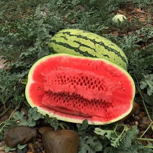 免费吃瓜是什么感觉,揭秘瓜界自由食客的心声  第3张